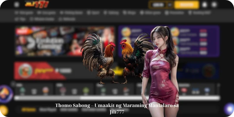 Thomo Sabong – Umaakit ng Maraming Manlalaro sa Jili777